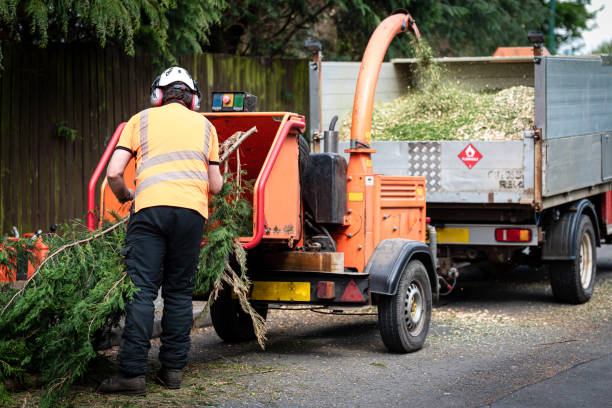  Newport, TN Tree Care Services Pros