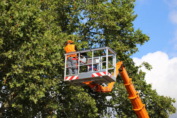 Best Tree Removal  in Newport, TN