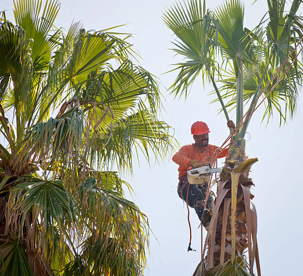 Best Tree Disease Treatment  in Newport, TN