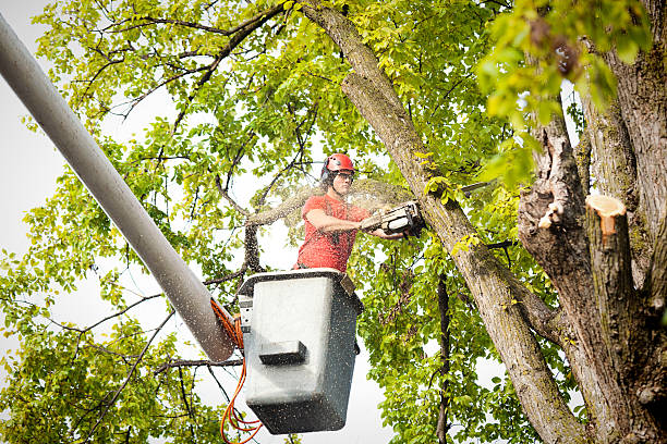 Best Hazardous Tree Removal  in Newport, TN