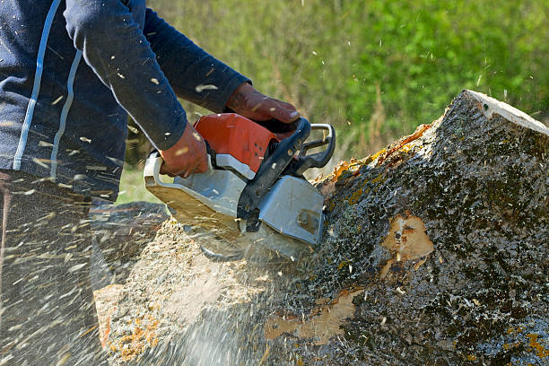 Best Tree Trimming and Pruning  in Newport, TN